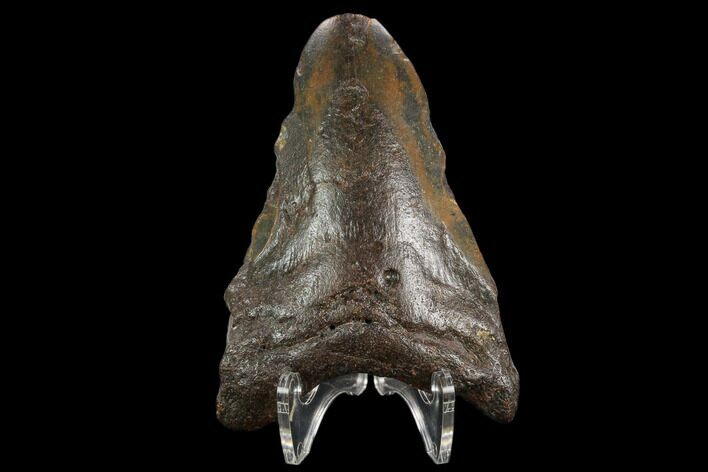 Bargain, Fossil Megalodon Tooth - North Carolina #124777